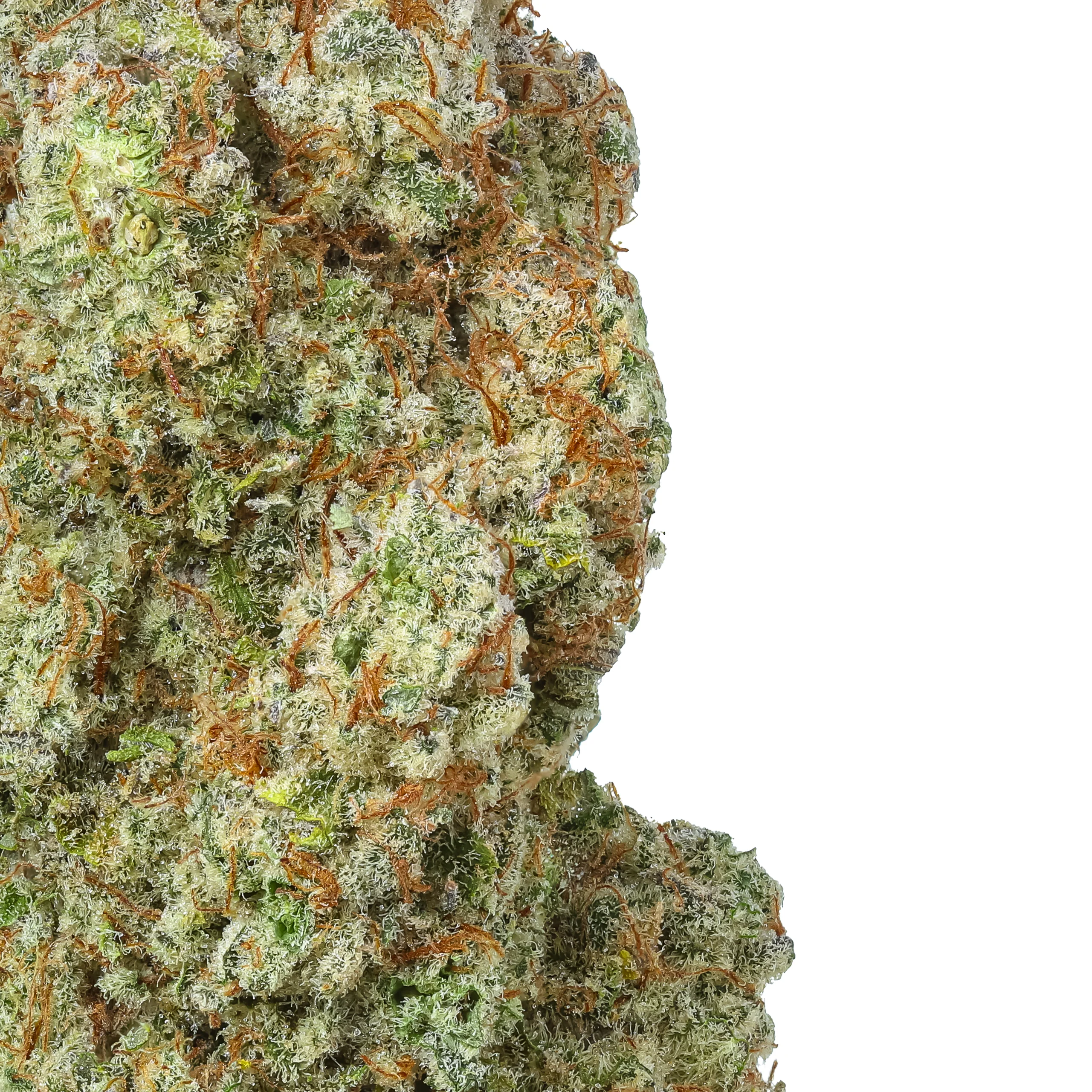 Premium Trainwreck THCA Flower with a classic citrus, pine and earthy aromatic profile.